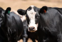 Новосибирск: Травников, Шинделов и Панина обсудили меры развития novosibirsk travnikov shindelov i panina obsudili mery razvitiya-dmvv-ru-0