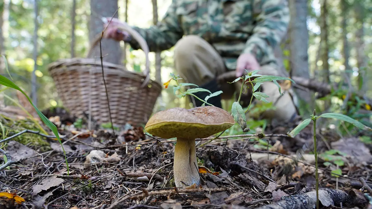 Биолог Глазков: В апреле жителей столичного региона ждет «грибной бум»