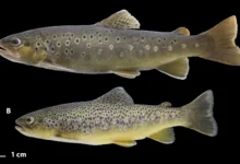 Российские ученые пополнили базу ДНК-штрихкодов рыб Волги rossijskie uchenye popolnili bazu dnkshtrihkodov ryb volgi-dmvv-ru-0