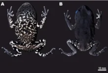 Ученые МГУ и РНФ открыли в Таиланде новый вид Leptobrachium uchenye mgu i rnf otkryli v tailande novyj vid -dmvv-ru-0