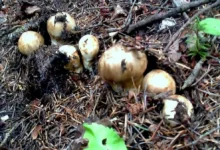 В Приморье за контрабанду грибов мацутакэ ответит иностранец v primore za kontrabandu gribov maczutake otvetit inostranecz-dmvv-ru-0