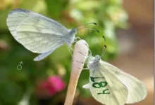 Владимир Лухтанов и СПбГУ раскрыли тайну фертильности Leptidea sinapis vladimir luhtanov i spbgu raskryli tajnu fertilnosti -dmvv-ru-0