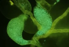 ВОЗ: эякуляция и качество спермы в исследованиях voz eyakulyacziya i kachestvo spermy v issledovaniyah-dmvv-ru-0