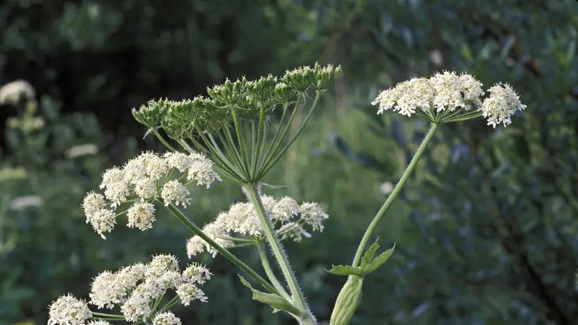 Адвокат Кузнецов рассказал о штрафах за наличие запрещённых растений на даче