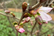 Дальневосточный сад Аптекарского огорода МГУ расцвел сакурой dalnevostochnyj sad aptekarskogo ogoroda mgu rasczvel sakuroj-dmvv-ru-0
