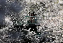 dmitrij safonov o budushhem prirody yaponiya sakura i poteplenie-dmvv-ru-0