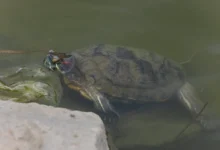 Горожане заботятся о черепахах Владивостока на карьере Сафонова gorozhane zabotyatsya o cherepahah vladivostoka na karere safonova-dmvv-ru-0