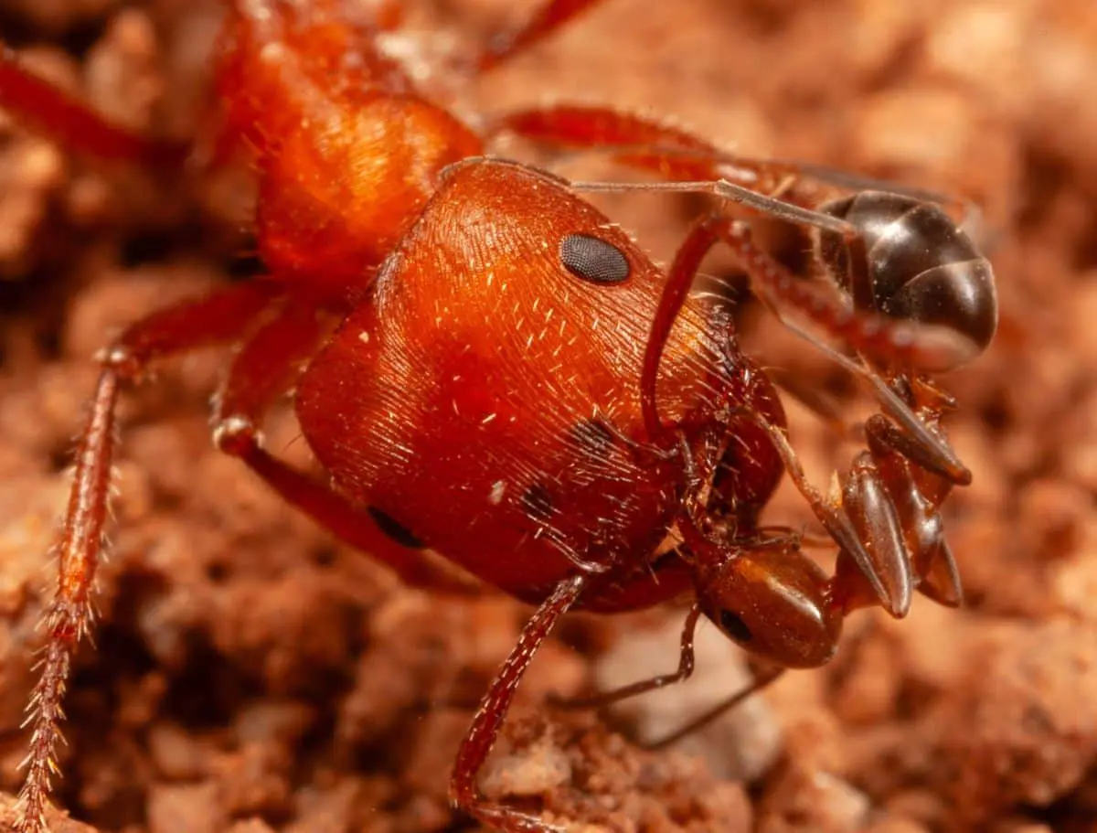 Pogonomyrmex barbatus и Dorymyrmex: удивительный мутуализм-0