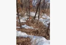 Инспекторы спасли косулю и бобра в Амурской области, Татарстане inspektory spasli kosulyu i bobra v amurskoj oblasti tatarstane-dmvv-ru-0