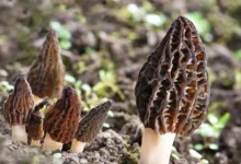 Никита Комиссаров из МГУ рассказал об опасности гиромитрина в строчках nikita komissarov iz mgu rasskazal ob opasnosti giromitrina v strochkah-dmvv-ru-0