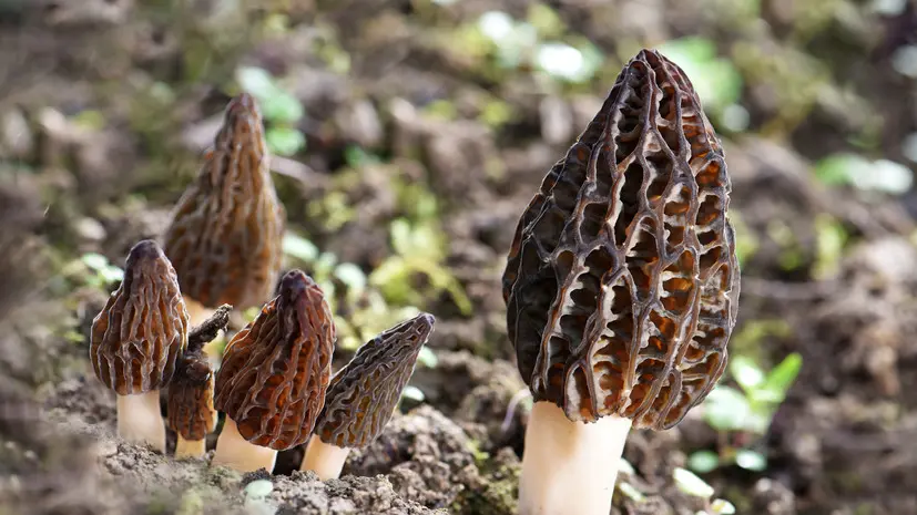 Миколог Комиссаров: яд строчков не выводится из организма