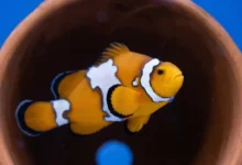 Окинавский институт науки раскрыл тайну рыбы-клоуна okinavskij institut nauki raskryl tajnu rybyklouna-dmvv-ru-0