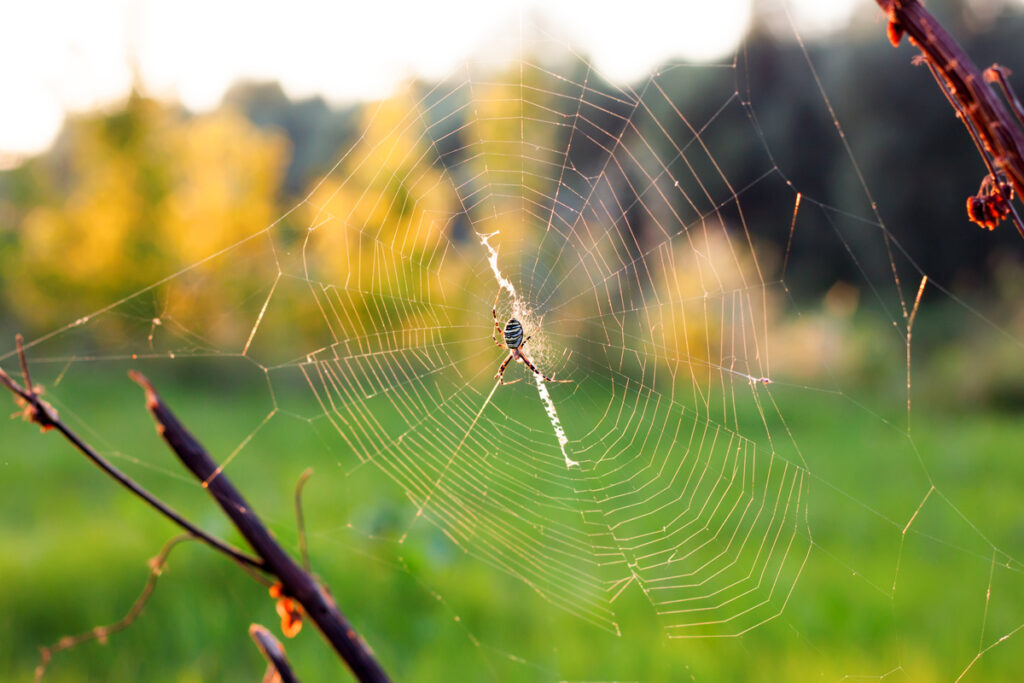 Паутина с пауком на фоне зеленого луга