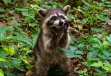 Роберт Кеннеди-младший, енот и история о загадочном паразите robert kennedimladshij enot i istoriya o zagadochnom parazite-dmvv-ru-0