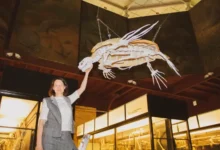 Уникальная кожистая черепаха в Зоологическом музее МГУ – открытия unikalnaya kozhistaya cherepaha v zoologicheskom muzee mgu otkrytiya-dmvv-ru-0