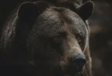 aktivnosti zhitelej akity zashhishhayut shkoly i detej ot medvedya-dmvv-ru-0