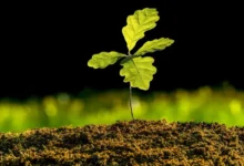 МФТИ и Почвенный институт РАН точно исследуют структуру почвы mfti i pochvennyj institut ran tochno issleduyut strukturu pochvy-dmvv-ru-0