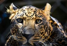 Чудесное спасение женщины от леопарда благодаря бдительным соседям e9b2bae6-f005-4eb9-8e88-ba8c58f2faf2-67b42271