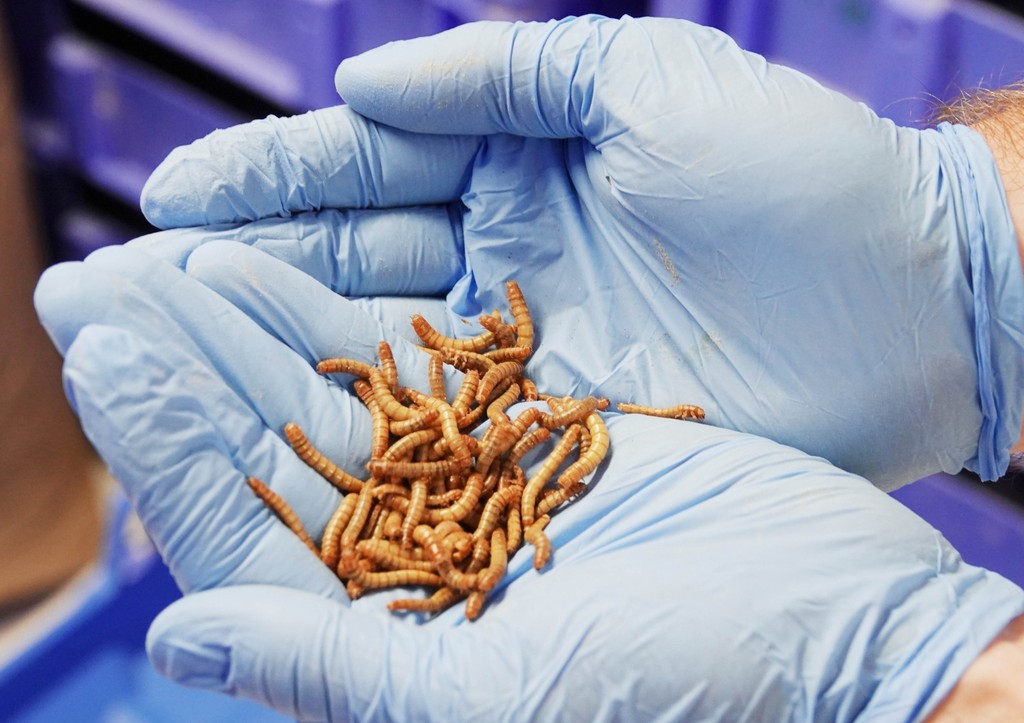 Мучные черви