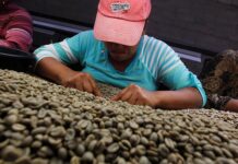 Гондурас планирует увеличить экспорт кофе в Россию gonduras planiruet uvelichit eksport kofe v rossiyu-gazetarf-ru-174037666800-0