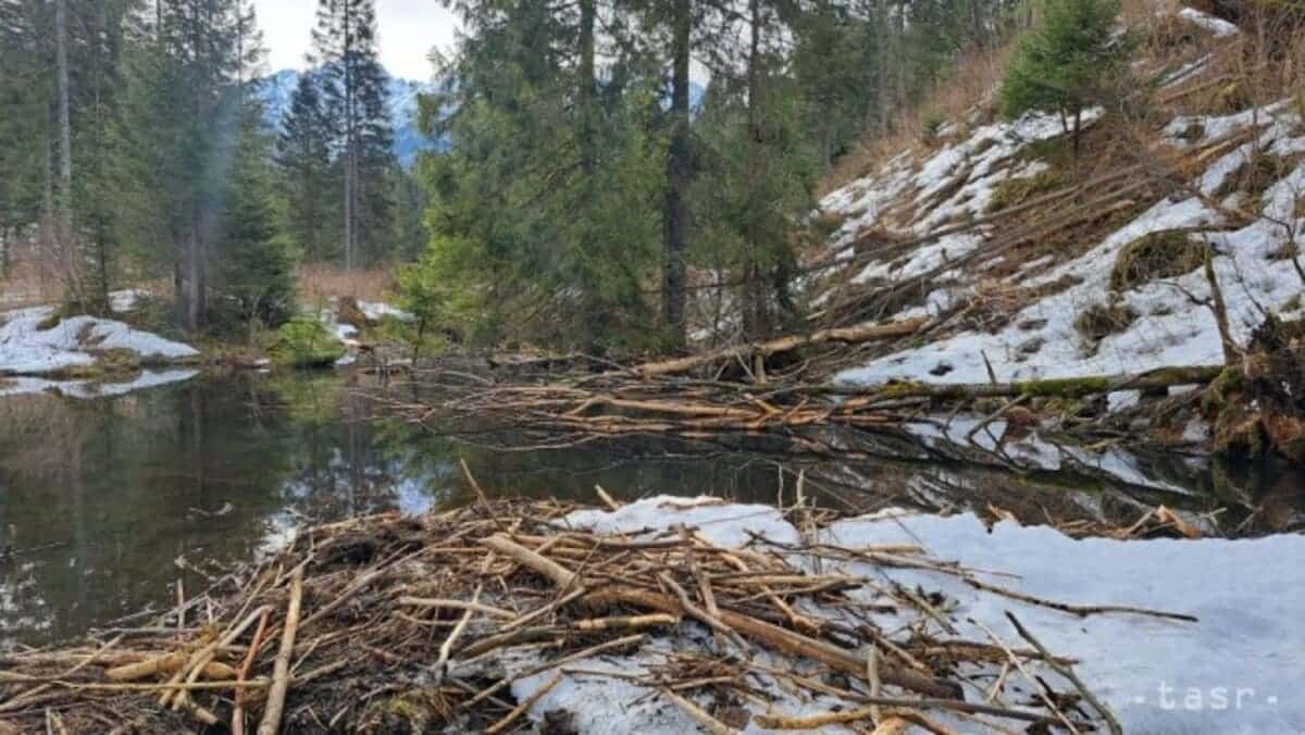 Речной бобр и забота о водных ресурсах: как сохранить баланс в экосистеме-0