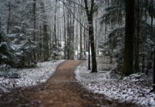 WinterHasComeFirstSnowFrostMorningWalkSnowIce  gazetarf