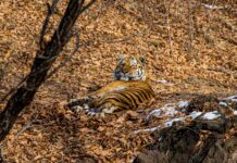 tigr zamechen v rajone kravczovskih vodopadov v primore-gazetarf-ru-174215054300-0  gazetarf