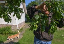 idealnaya dacha dlya rossiyan plodovye derevya i uyut po versii -gazetarf-ru-174482761500-0