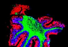 Мэн Ванг и Пол Тиллберг добиваются прорыва в визуализации биомолекул men vang i pol tillberg dobivayutsya proryva v vizualizaczii biomolekul-gazetarf-ru-174547356900-0