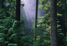 Поиски подростков в лесах Очерского округа - МЧС и полиция продолжают операцию poiski podrostkov v lesah ocherskogo okruga mchs i policziya prodolzhayut operacziyu-gazetarf-ru-174523222900-0