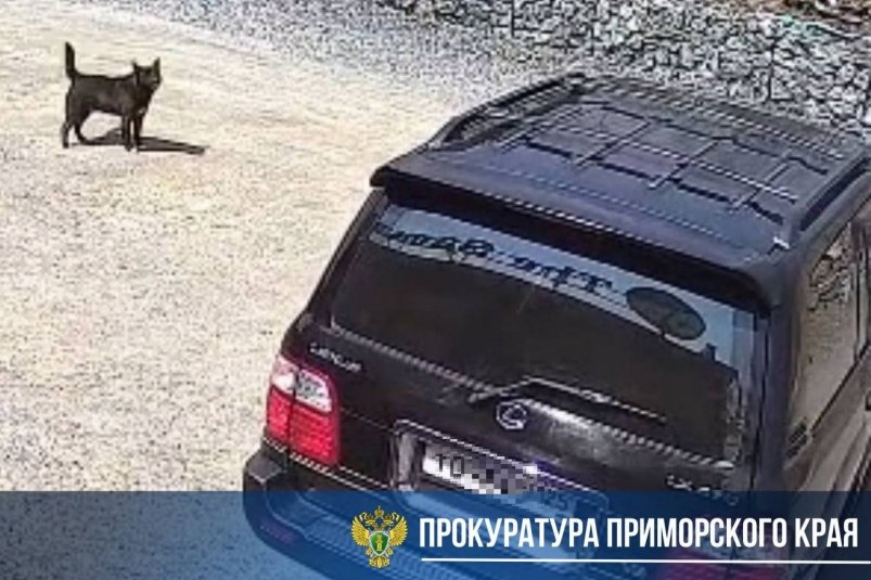 Водитель переехал собаку на парковке по улице Еловая в Находке. пресс-служба прокуратуры Приморья