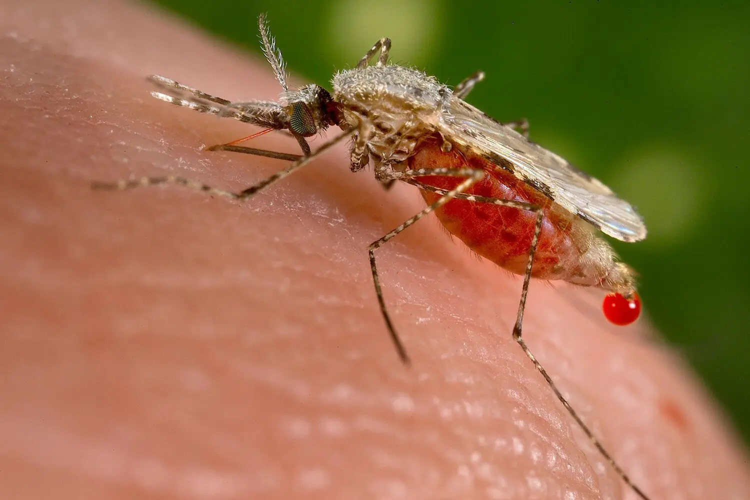 Новые подходы к лечению малярии с участием Plasmodium falciparum и Института Фрэнсиса Крика-0
