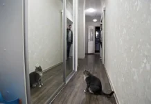 tokijskij selskohozyajstvennyj universitet vyyasnil kak koshki uznayut hozyaev-gazetarf-ru-174859300200-0