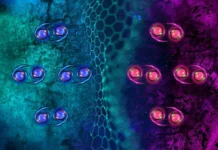 Учёные MIT открыли уникальный сверхпроводник на основе графена с магнитными свойствами uchyonye otkryli unikalnyj sverhprovodnik na osnove grafena s magnitnymi svojstvami-gazetarf-ru-174816106700-0