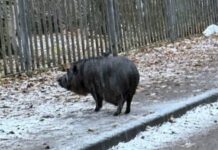 В Санкт-Петербурге произошла удивительная встреча школьницы с кабаном v sanktpeterburge proizoshla udivitelnaya vstrecha shkolniczy s kabanom-gazetarf-ru-174646666200-0