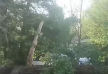 Владивостокские автомобили защитили улицу от последствий падения дерева vladivostokskie avtomobili zashhitili uliczu ot posledstvij padeniya dereva-gazetarf-ru-174819182500-0