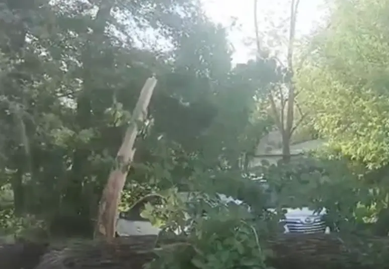 Рухнувшее дерево повредило припаркованные автомобили во Владивостоке ТГ-канал (18+) vtoryak_vdk