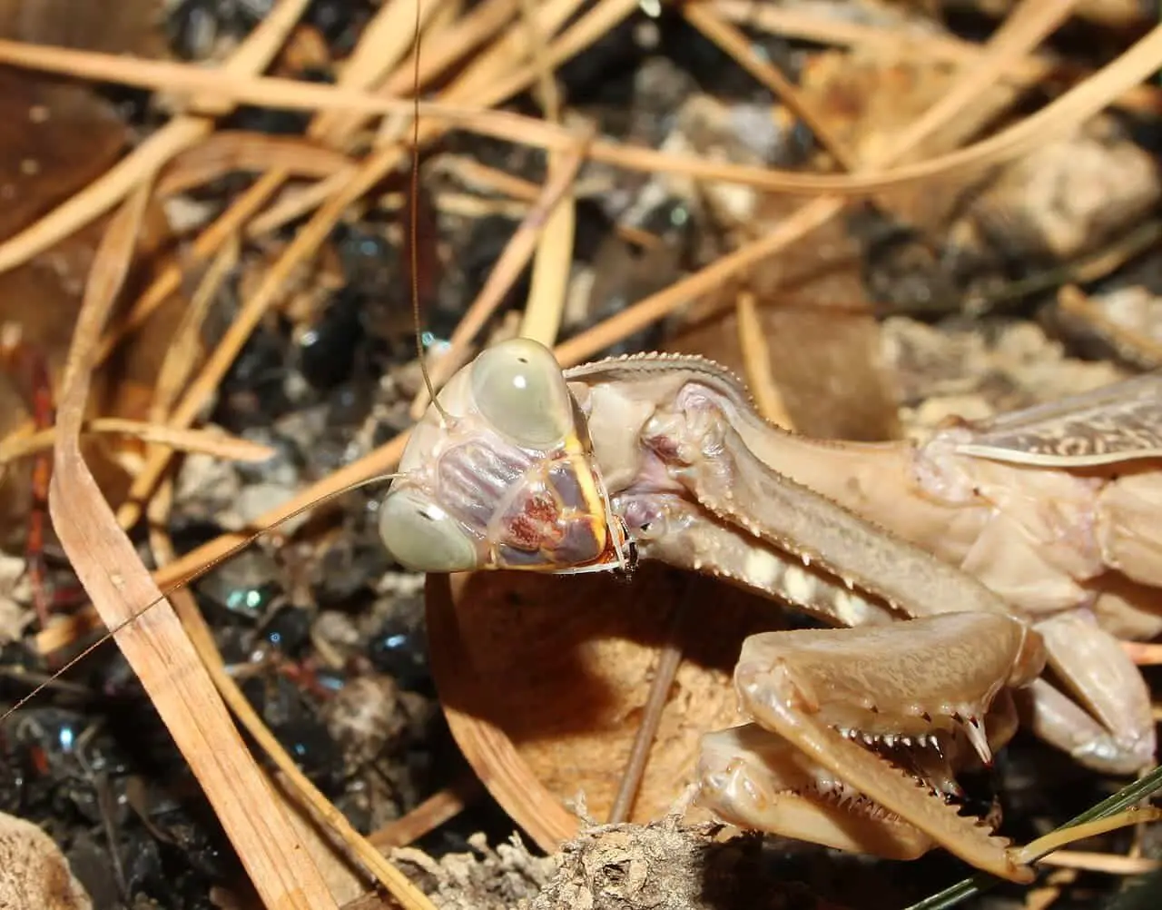 Роберт Тео открыл стереозрение удивительных богомолов Sphodromantis lineola-0