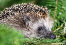 Молодые ежи активно осваивают природные парки и зеленые массивы Москвы! molodye ezhi aktivno osvaivayut prirodnye parki i zelenye massivy moskvy-gazetarf-ru-0