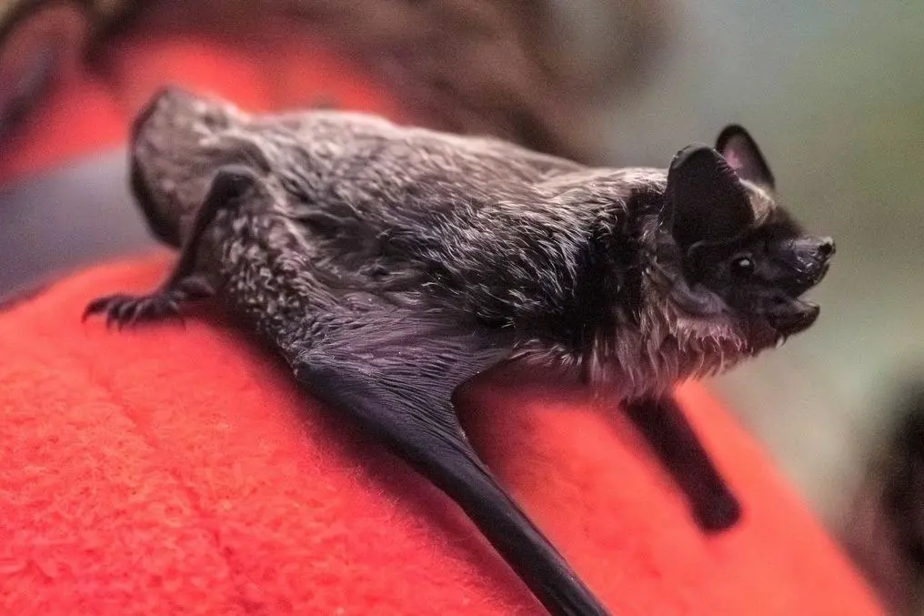 Мария Орлова и учёные Тюменского медицинского университета исследуют риск пандемий-0