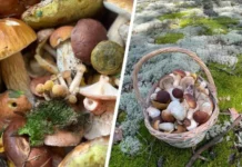 Олег Семиков радуется грибам Подмосковья во время удачной тихой охоты oleg semikov raduetsya gribam podmoskovya vo vremya udachnoj tihoj ohoty-gazetarf-ru-0