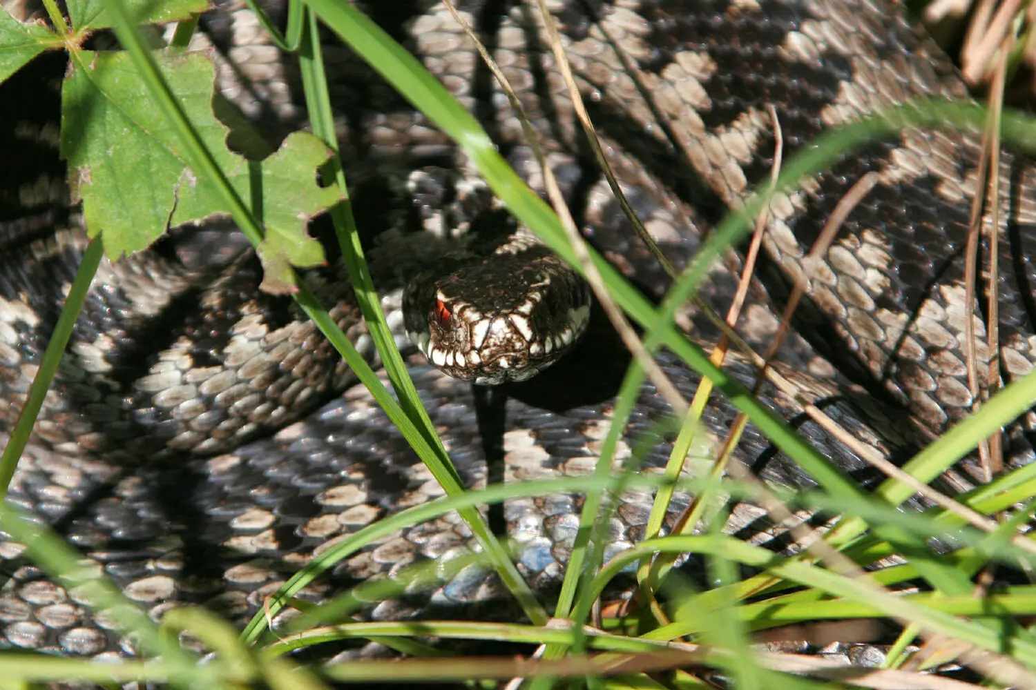 Подросток из Барнаула после укуса гадюки в парке "Изумрудный" на пути к выздоровлению-0