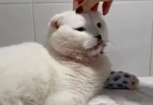 Тайсон и Дарья Кустовская борются с жестокостью к животным tajson i darya kustovskaya boryutsya s zhestokostyu k zhivotnym-gazetarf-ru-0