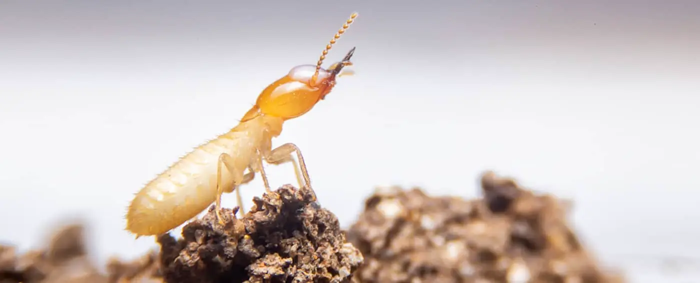 Термиты Odontotermes obesus защищают гриб Termitomyces от Pseudoxylaria-0