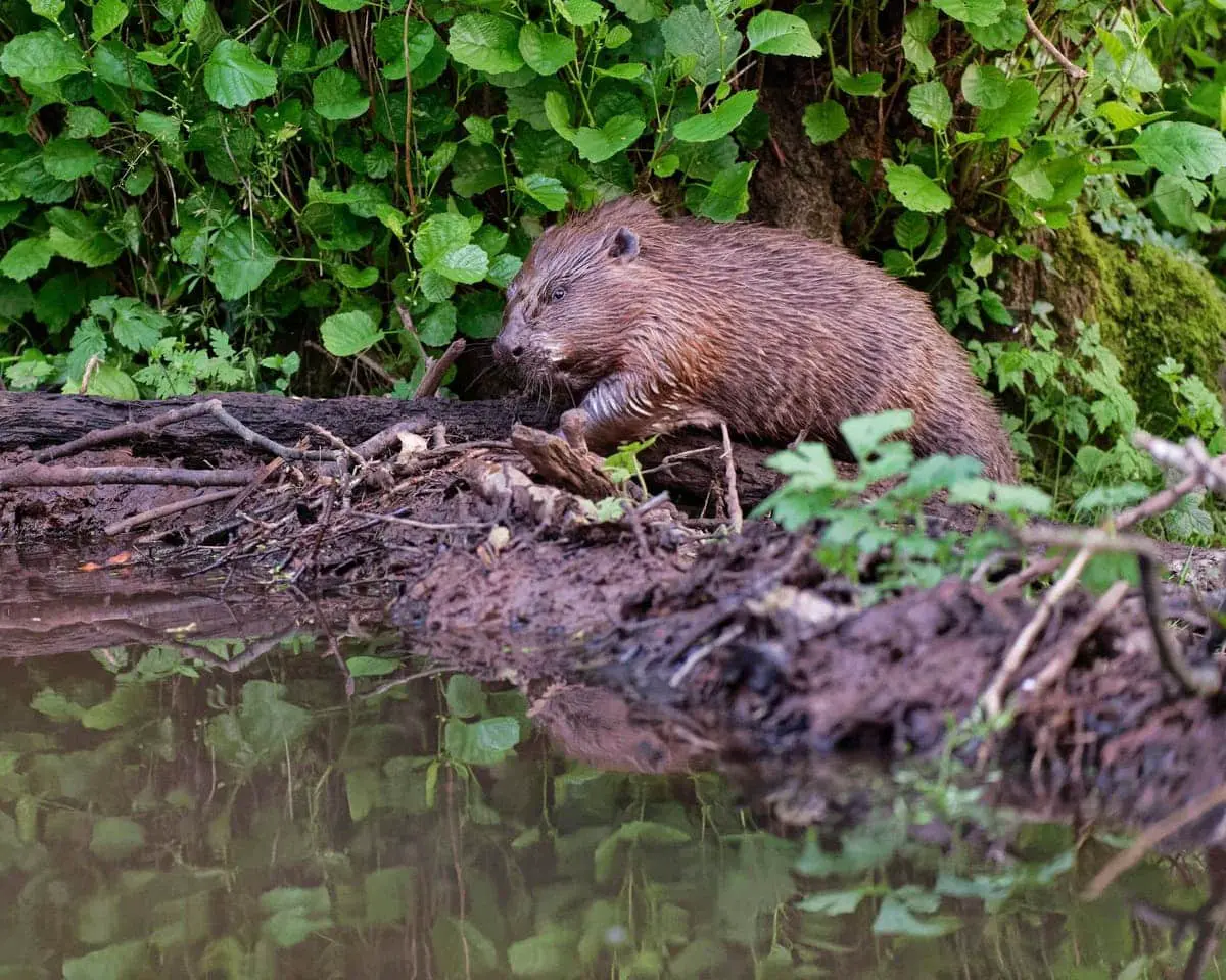 В Нидерландах бобры роют длинные туннели и меняют жизнь региона Ривьеренланд-0