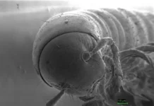 aleksandr evsyukov iz dgtu otkryl novye vidy mnogonozhek na kavkaze-gazetarf-ru-0