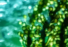 Дмитрий Мордвинцев сделал прорыв в изучении лютеина у зелёных микроводорослей dmitrij mordvinczev sdelal proryv v izuchenii lyuteina u zelyonyh mikrovodoroslej-gazetarf-ru-0