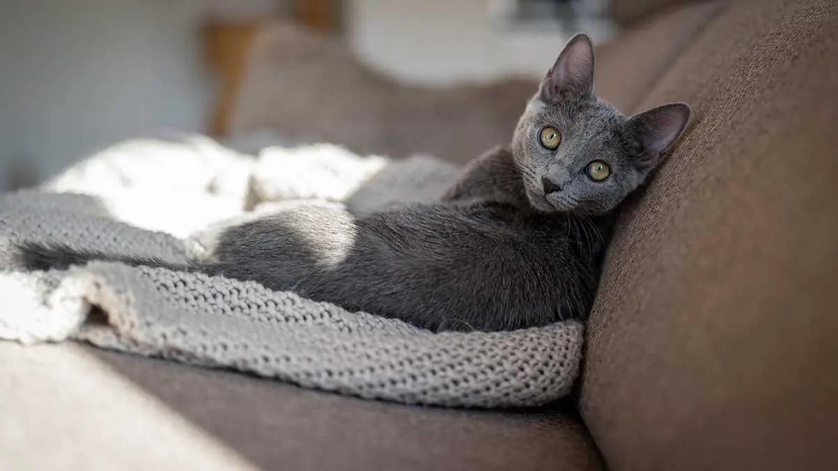 Чем полезны автопоилки для питомцев