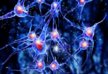 Калифорнийский университет сообщает о роли IL-3 и MOG в рассеянном склерозе kalifornijskij universitet soobshhaet o roli 3 i  v rasseyannom skleroze-gazetarf-ru-0