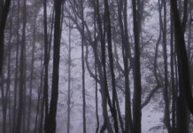 МО МВД «Ивдельский» расследует загадку женского скелета в лесах Свердловской области mo mvd ivdelskij rassleduet zagadku zhenskogo skeleta v lesah sverdlovskoj oblasti-gazetarf-ru-0